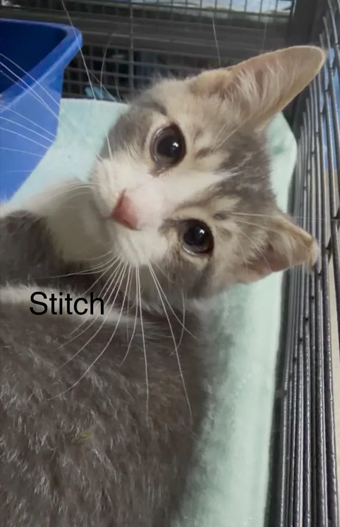 Stitch