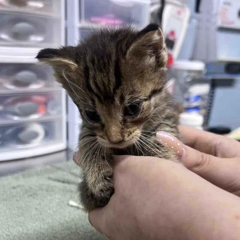 A baby small-sized male Brown / Chocolate Domestic Short Hair cat named Peter Pan for adoption in Ridgely, MD