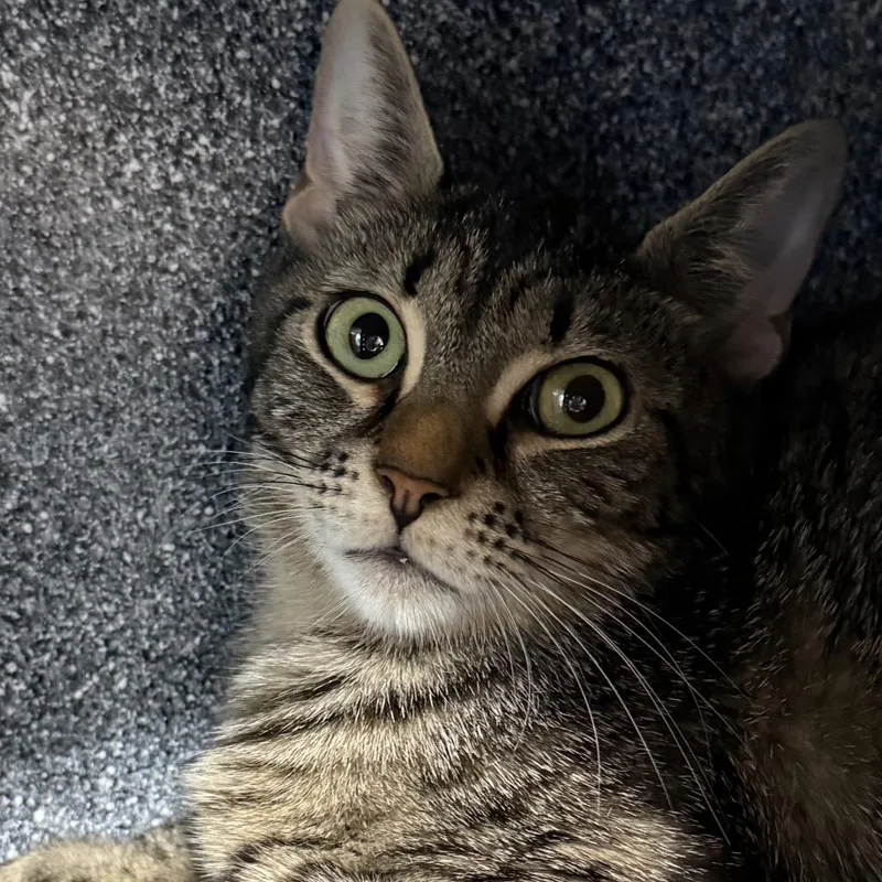 A young medium-sized female Gray / Blue / Silver Domestic Short Hair cat named Berta for adoption in Newark, NJ
