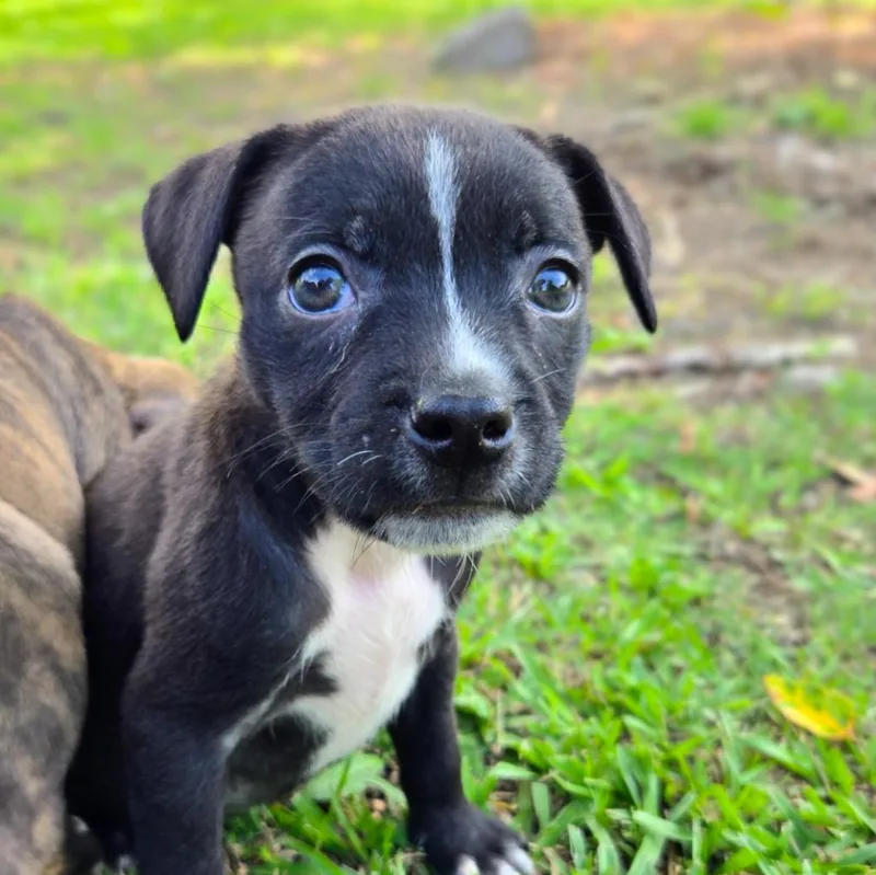 A baby medium-sized female Mixed Breed dog named Tiz for adoption in Douglasville, GA