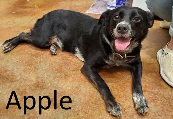 An adult medium-sized female Border Collie dog named Apple for adoption in Mountain View, AR