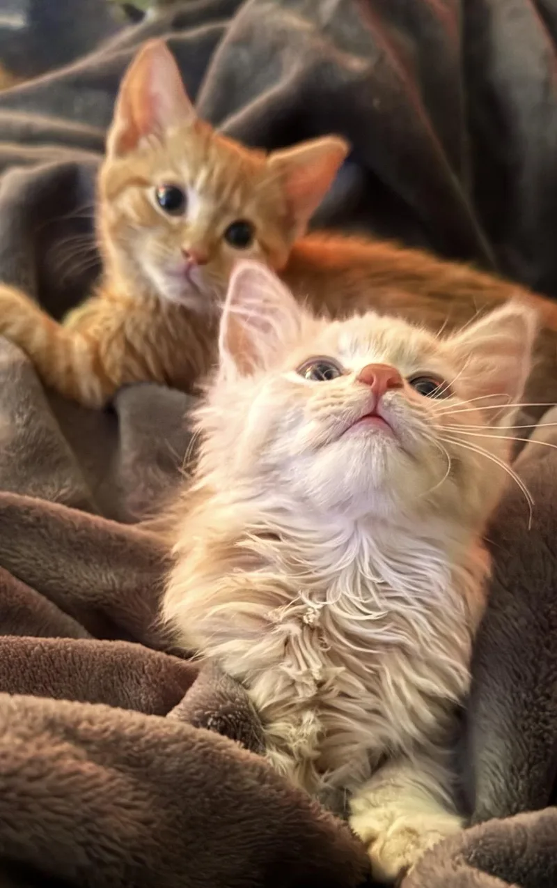 A young medium-sized male Orange & White Domestic Long Hair cat named Floofy for adoption in Woodstock, GA