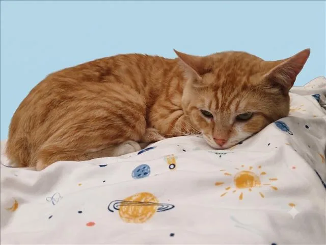 An adult large-sized male Domestic Short Hair cat named Garfield for adoption in Los Angeles, CA