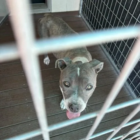 A young medium-sized female White / Cream Pit Bull Terrier dog named Marge for adoption in Bernalillo, NM