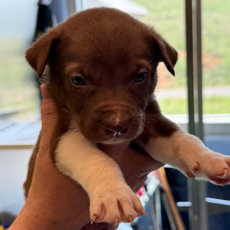 A baby medium-sized male Brown / Chocolate Hound dog named Patakis for adoption in Madisonville, TN