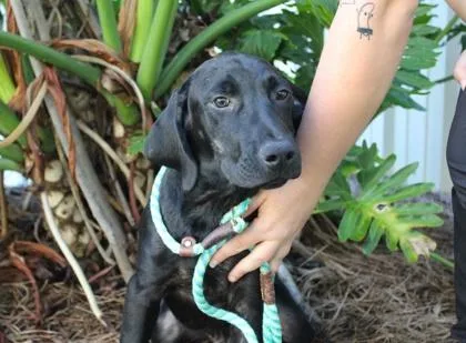 Remington