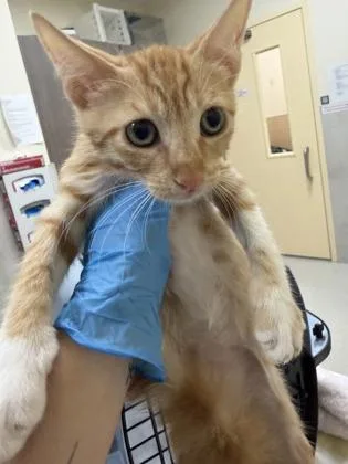 A baby small-sized male Domestic Short Hair cat named Jake for adoption in Honolulu, HI