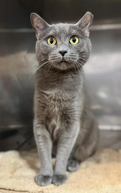 A young medium-sized female Domestic Short Hair cat named Colleen for adoption in York, SC