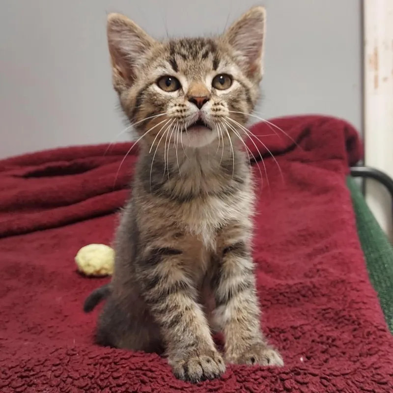 A baby medium-sized male Tabby (Brown / Chocolate) Domestic Short Hair cat named Rolly for adoption in Circleville, OH