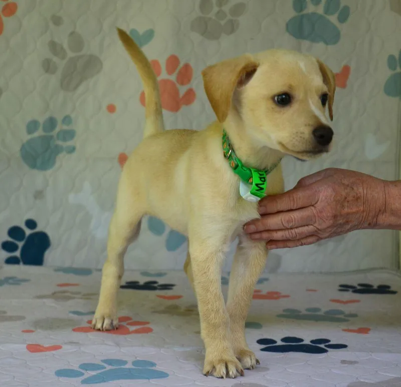 A baby medium-sized male Hound dog named Marley for adoption in Willingboro, NJ