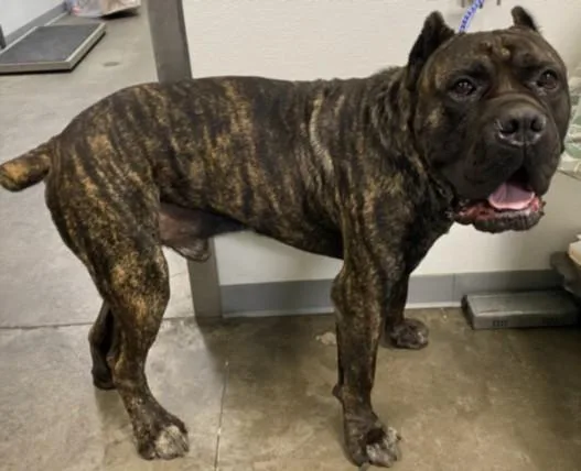 A young extra large-sized male Cane Corso dog named Romeo for adoption in Los Angeles, CA