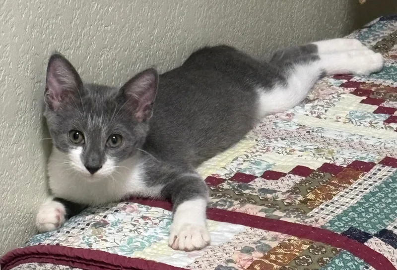 A baby medium-sized male Gray & White Domestic Short Hair cat named Gilligan for adoption in Fort Worth, TX