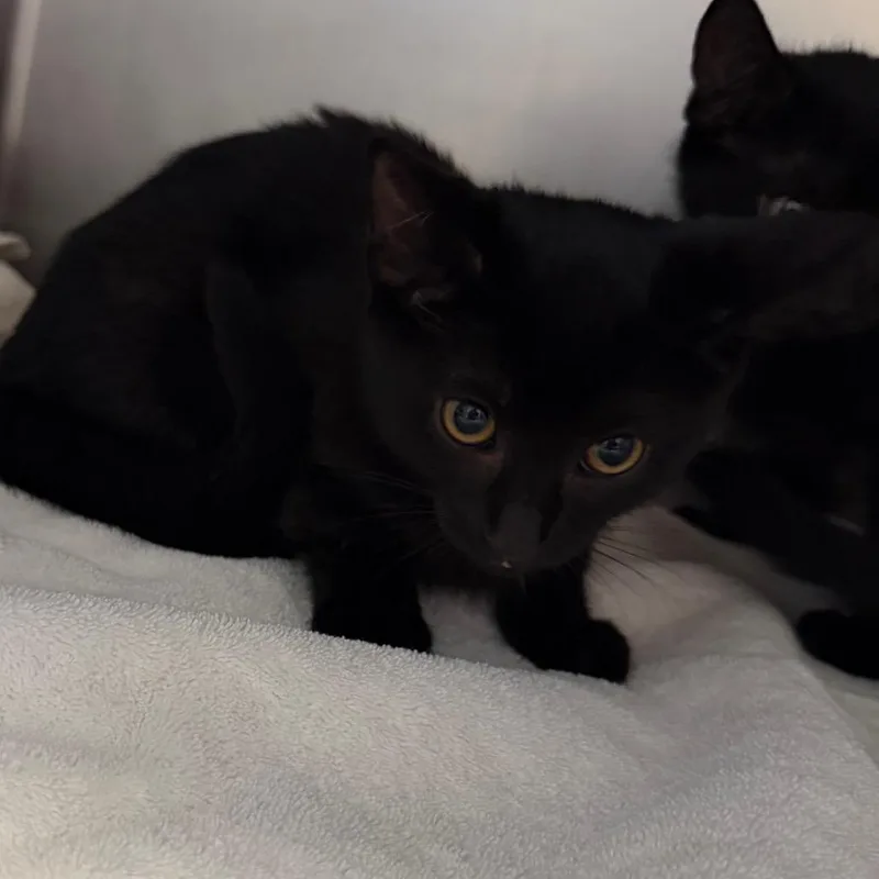 A baby small-sized male Black Domestic Short Hair cat named Stu for adoption in Bristol, IN