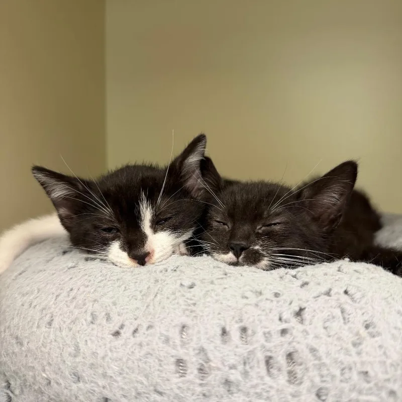 A baby small-sized female Black Domestic Medium Hair cat named Blue Fairy for adoption in Port Richey, FL