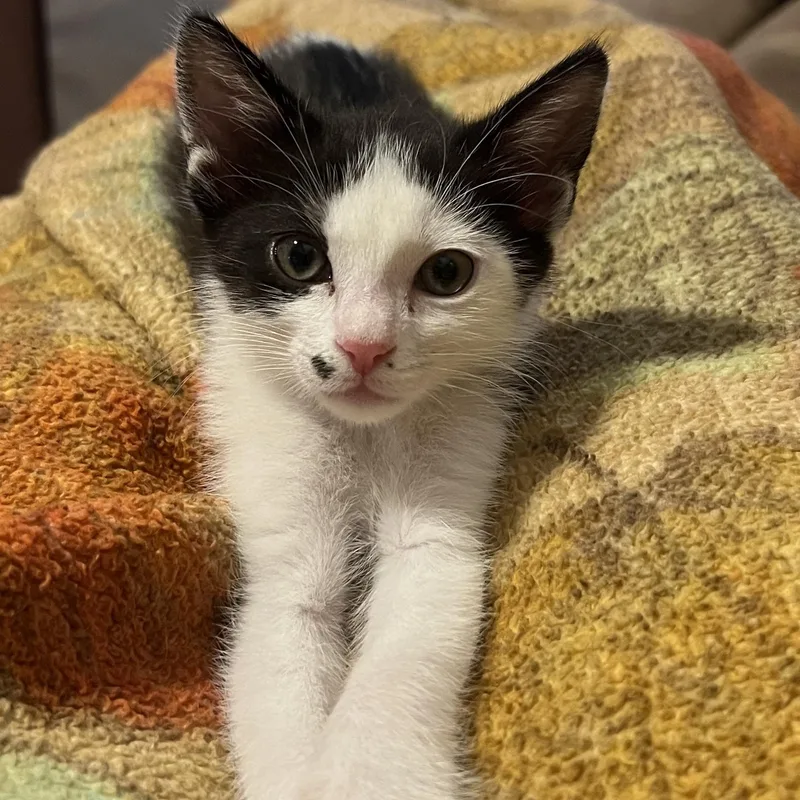 A baby small-sized female Black & White / Tuxedo Domestic Short Hair cat named Dottie for adoption in Liverpool, TX