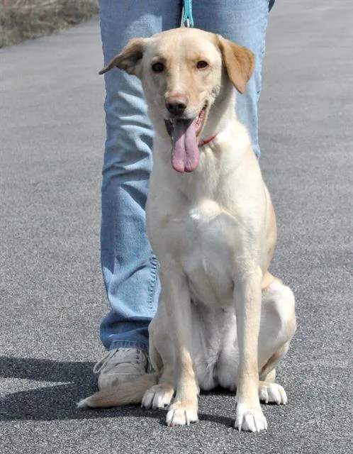 An adult medium-sized female Labrador Retriever dog named Lala for adoption in Canfield, OH