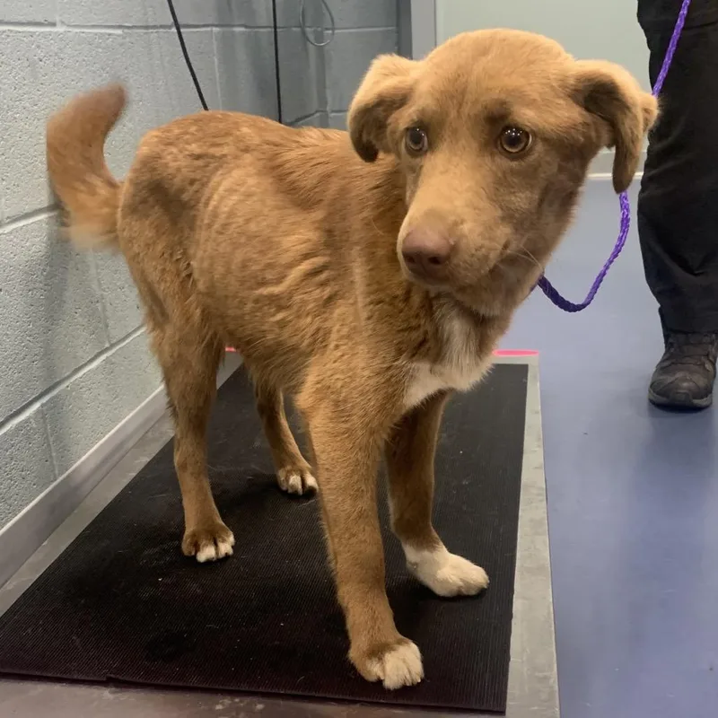 An adult medium-sized female Brown / Chocolate Mixed Breed dog named Tonka for adoption in Greensboro, NC