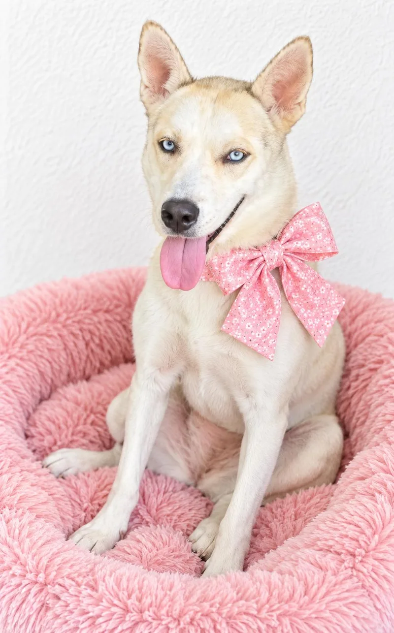 A young medium-sized female American Eskimo Dog dog named American Eskimo mix  for adoption in Mount Laurel, NJ