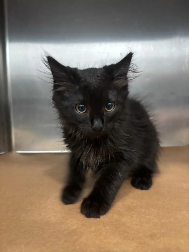 A baby small-sized female Domestic Short Hair cat named Ajay for adoption in Cartersville , GA