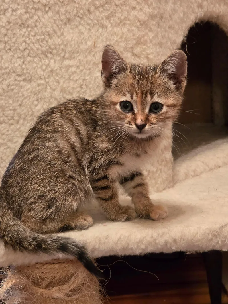 A young medium-sized female Domestic Short Hair cat named AllStar Breakfast for adoption in Camden, SC