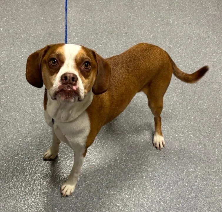 A senior medium-sized male Boxer dog named Owen for adoption in Greenfield, IN