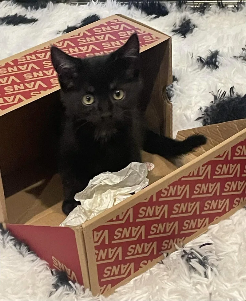A baby small-sized male Black Domestic Short Hair cat named Hendrix for adoption in Walnut Creek, CA