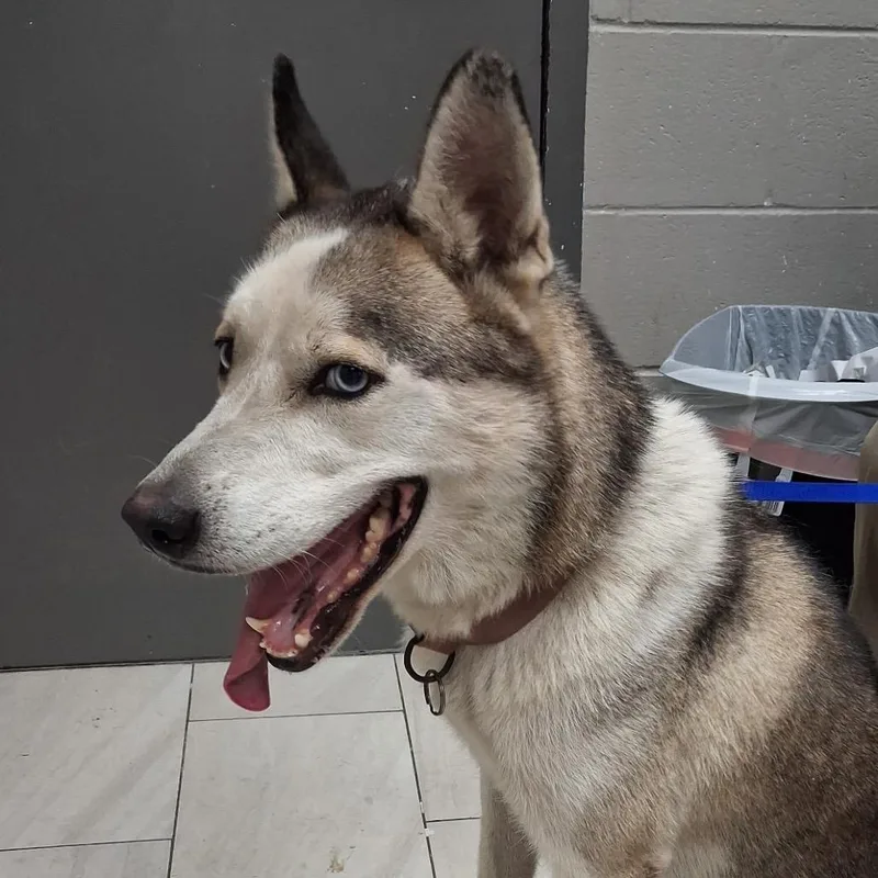 An adult medium-sized female White / Cream Husky dog named Bella Boo Zoey for adoption in Lufkin, TX