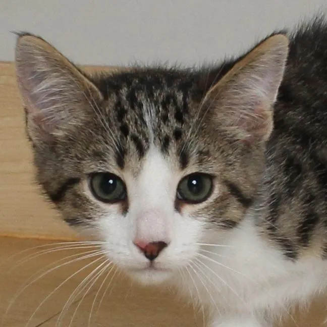 A baby small-sized male Brown / Chocolate Domestic Short Hair cat named Charlie C for adoption in Minnetonka, MN