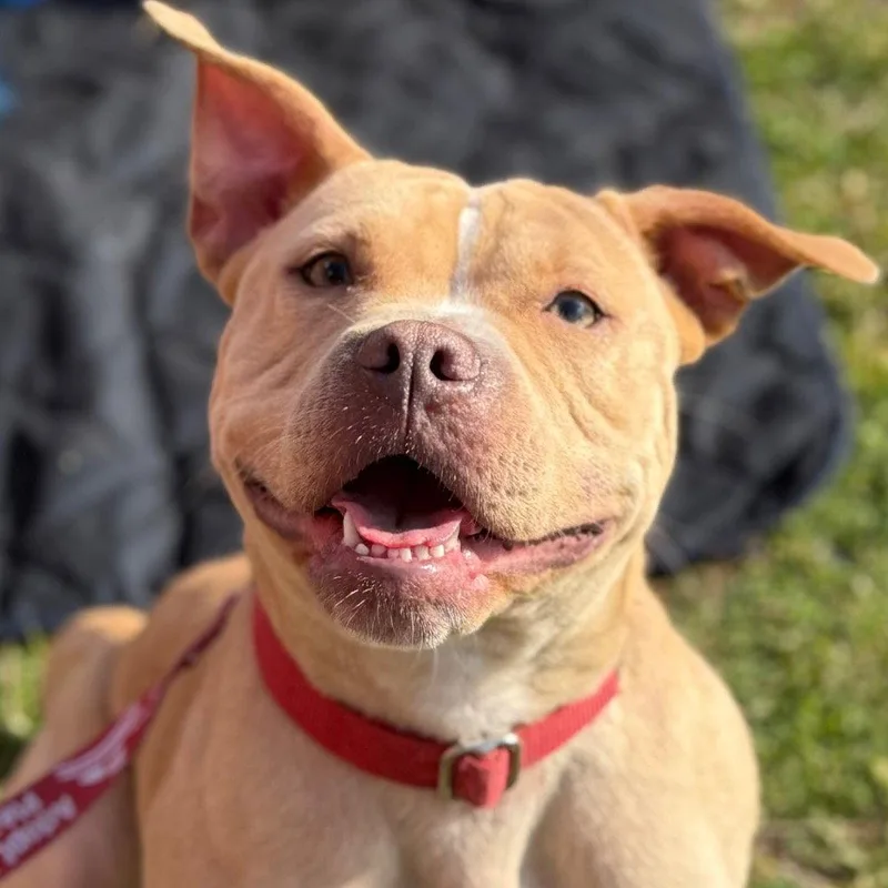 A young medium-sized female Terrier dog named Saleta for adoption in Bloomfield, CT