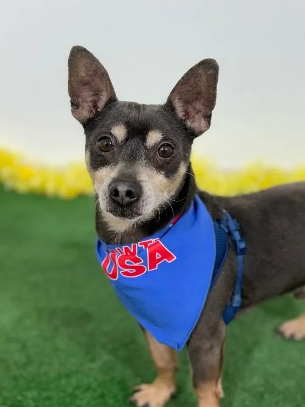 A young small-sized male Black Chihuahua dog named Beto for adoption in Carlsbad, CA