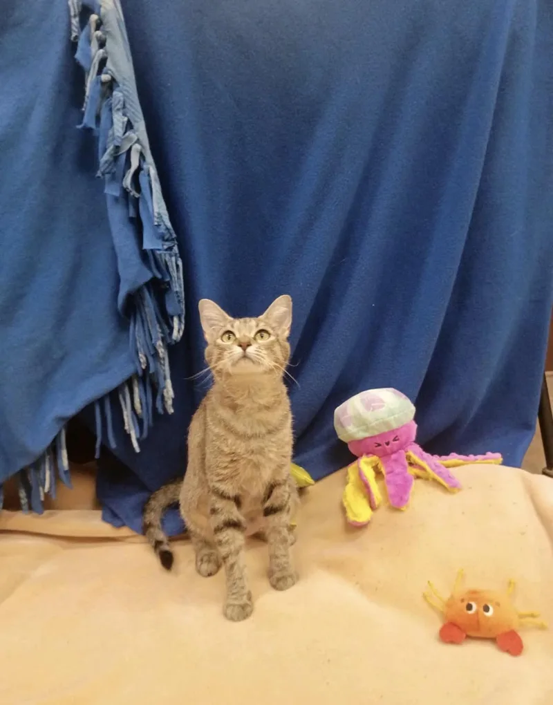 A young medium-sized female Gray & White Domestic Short Hair cat named Gemma for adoption in Pueblo, CO