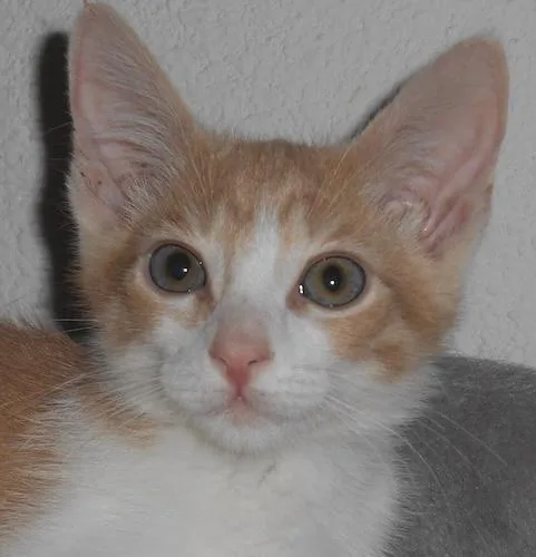 A baby medium-sized male Buff & White Tabby cat named Buzzaldrin for adoption in North Highlands, CA