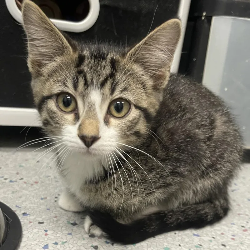 A baby small-sized male Gray / Blue / Silver Domestic Short Hair cat named Thatcher for adoption in Shawnee, KS