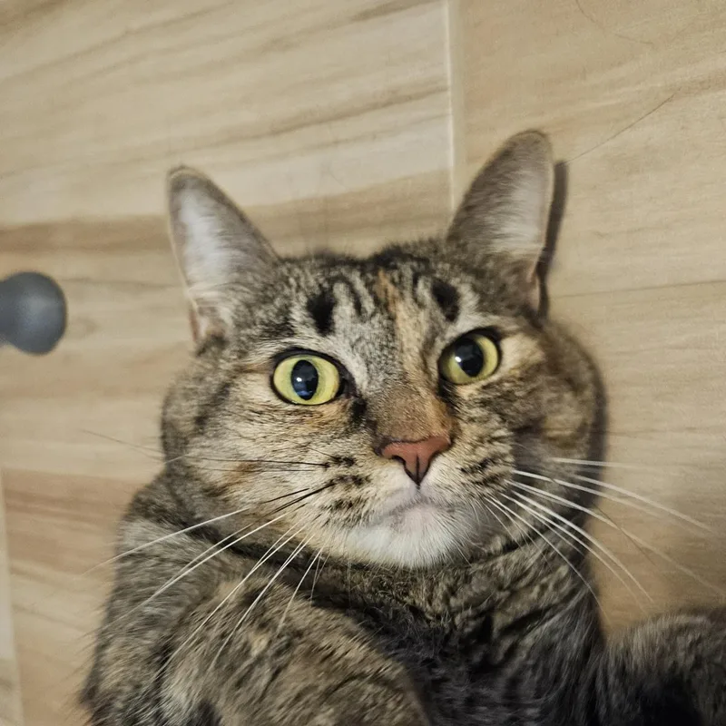 An adult large-sized female Domestic Short Hair cat named Trixx Spice for adoption in Chandler, AZ