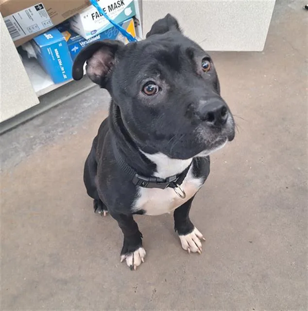 A young large-sized female Mixed Breed dog named Charm for adoption in Dallas, TX