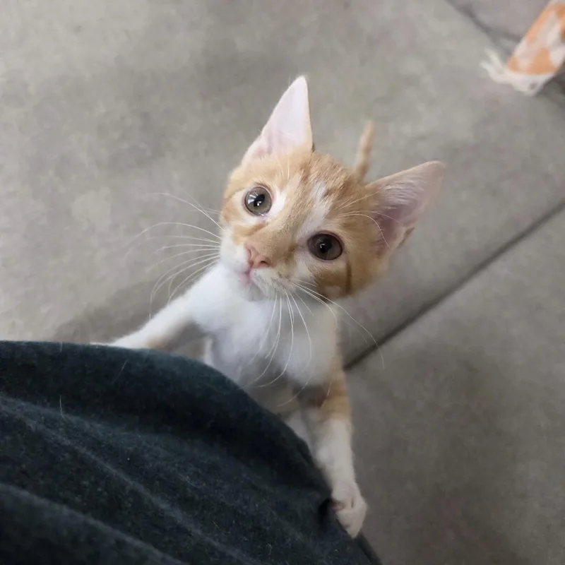 A baby small-sized male Orange & White Domestic Short Hair cat named Dugout for adoption in Bentonville, AR