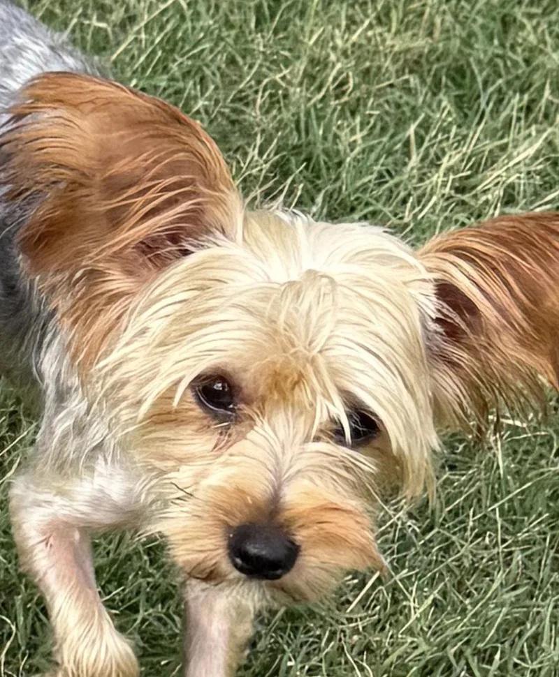 Peanut