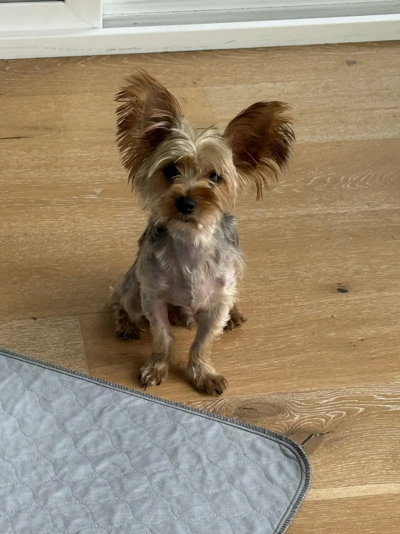 Peanut thumbnail 2