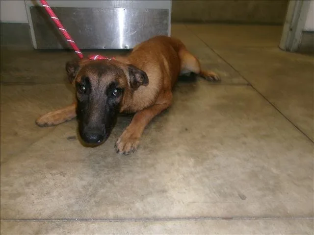 A young medium-sized male Belgian Shepherd / Malinois dog named Happy for adoption in Van Nuys, CA