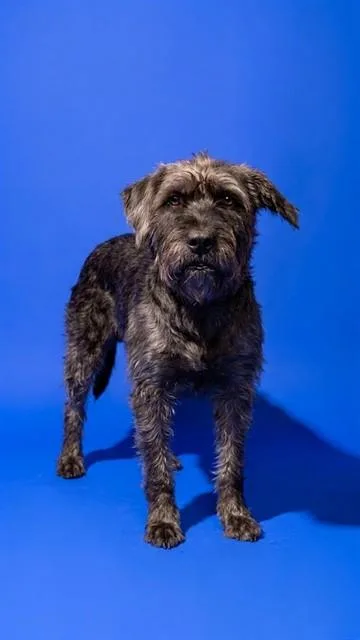 A young medium-sized female Mixed Breed dog named Disco for adoption in Jacksonville, FL
