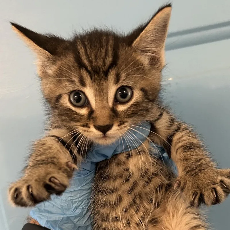 A baby small-sized male Brown / Chocolate Domestic Short Hair cat named Idaho for adoption in Denver, CO