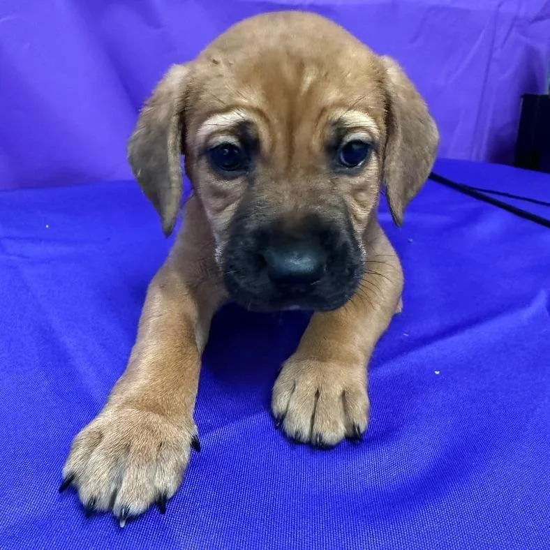 A baby medium-sized female Brown / Chocolate Labrador Retriever dog named Begonia for adoption in North Myrtle Beach, SC