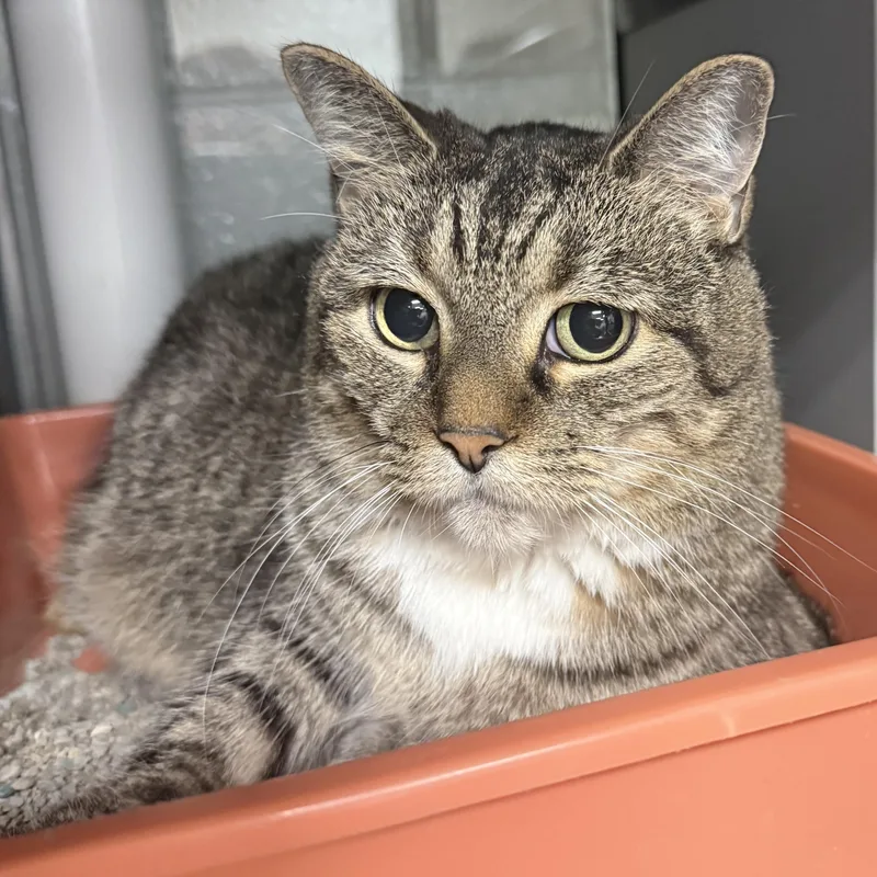 A senior medium-sized female Domestic Short Hair cat named Bunny for adoption in Kearney, NE