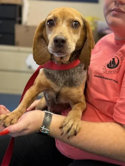 An adult small-sized female Beagle dog named Wiggly for adoption in King William, VA
