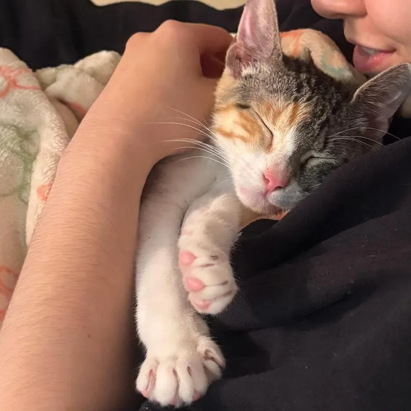 A young small-sized female Calico Domestic Short Hair cat named Magnolia for adoption in San Antonio, TX