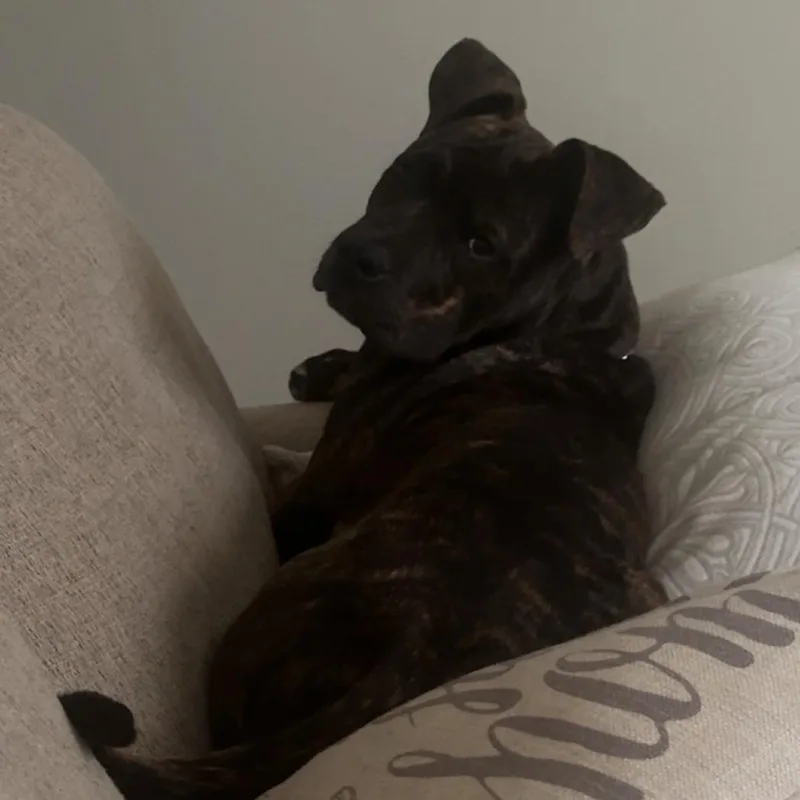 A young small-sized male Staffordshire Bull Terrier dog named Kash for adoption in Lynchburg, VA