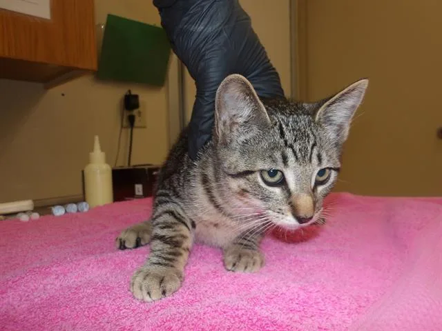 A baby small-sized female Domestic Short Hair cat named Knottee for adoption in Santa Rosa, CA