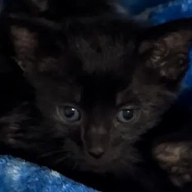 A baby small-sized male Black Domestic Short Hair cat named Chicken Fry Wkh for adoption in Independence, MO