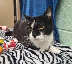 An adult medium-sized female Domestic Short Hair cat named Norah for adoption in Bucyrus, OH