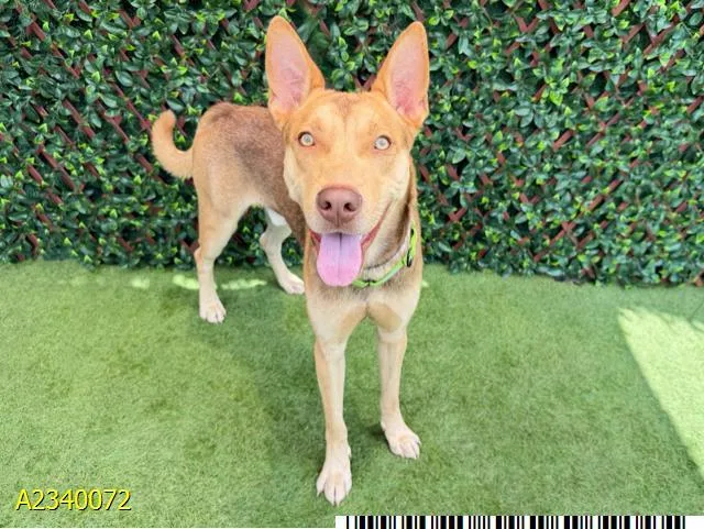 A young medium-sized male Mixed Breed dog named Tommy for adoption in West Palm Beach, FL